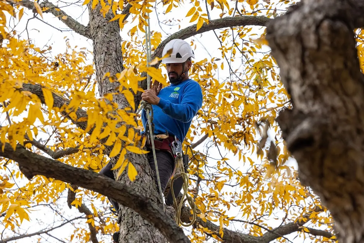 Skilled Tree Transplanting crew working in Beaverdam